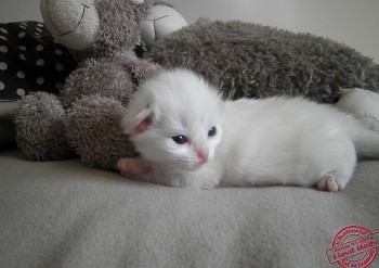 femelle blue bicolour - 14 jours  - Chatterie Ragdolls du Val de Beauvoir